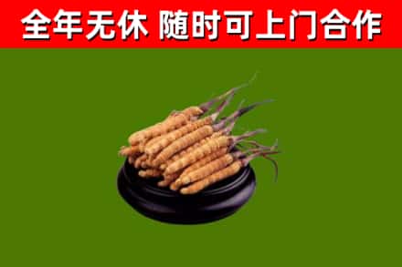 君山区回收散虫草