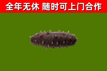 君山区回收海参干